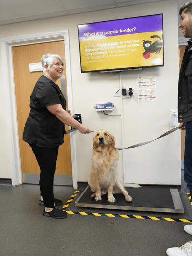 Dog with lady portland vets