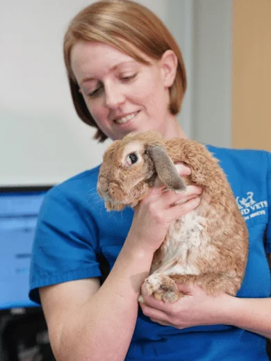 Rabbit with lady portland vets