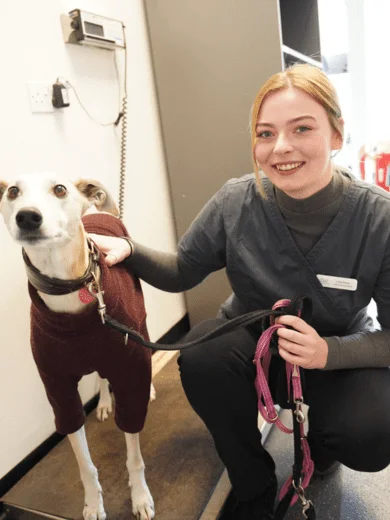 Dog with lady portland vets