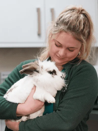Rabbit with lady portland vets