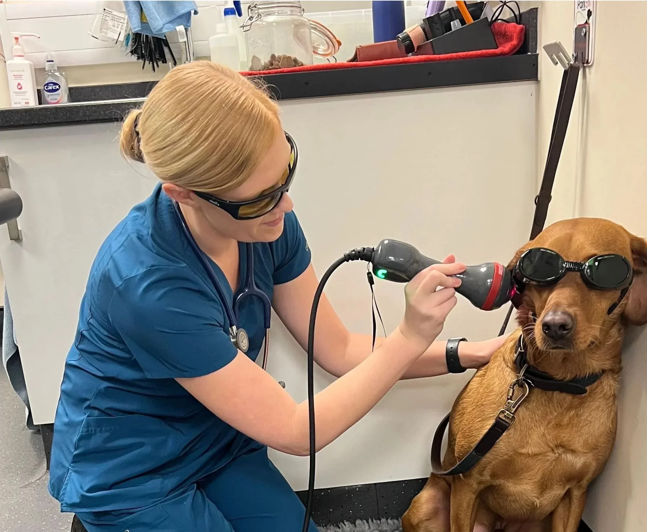 Dog with lady portland vets