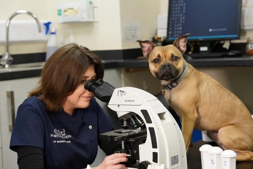 Veterinary dermatology at Portland Vets