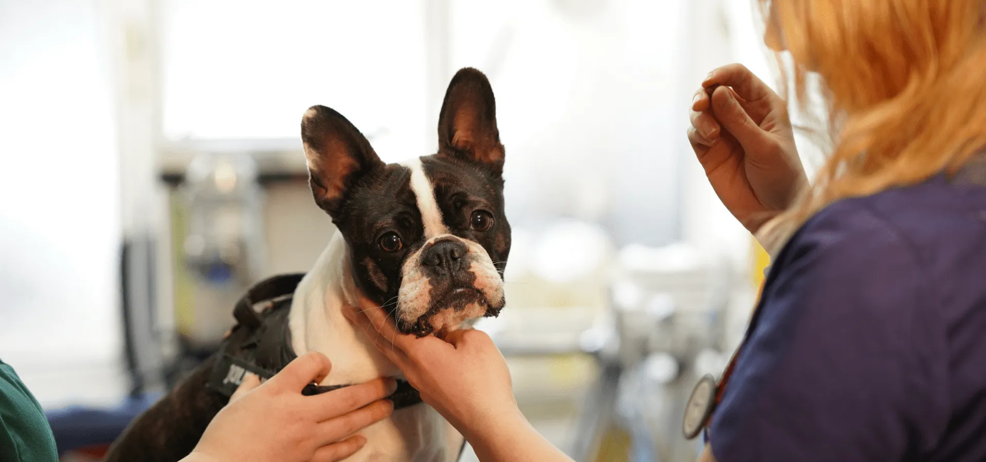 boas-portland-vets-east-grinstead-